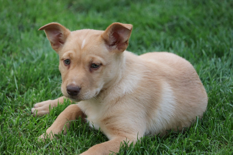 Eager Kelpie/Koolie pups
