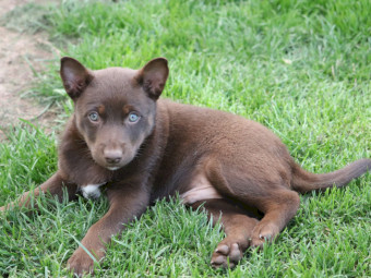 Eager Kelpie/Koolie pups