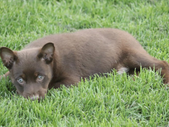 Eager Kelpie/Koolie pups