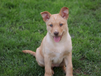 Eager Kelpie/Koolie pups