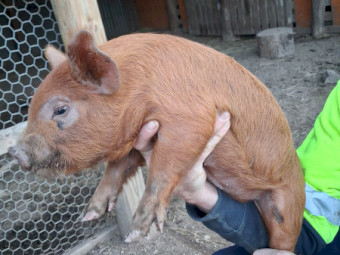Miniature pigs