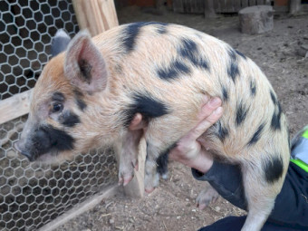 Miniature pigs