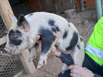 Miniature pigs