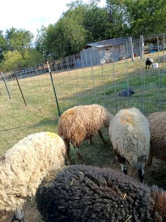 Awassi Fat Tail Ram Lambs and Ewes x 55