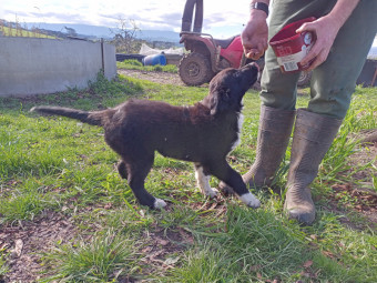 Border Collie Pups