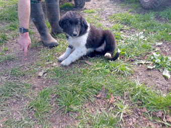 Border Collie Pups