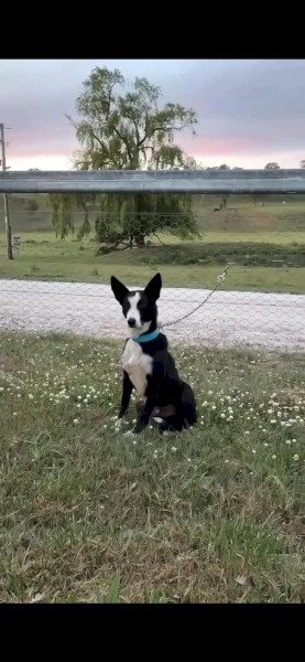 Kelpie Collie ( JRW’s Drifter)