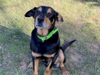 Purebred Kelpie Pups 