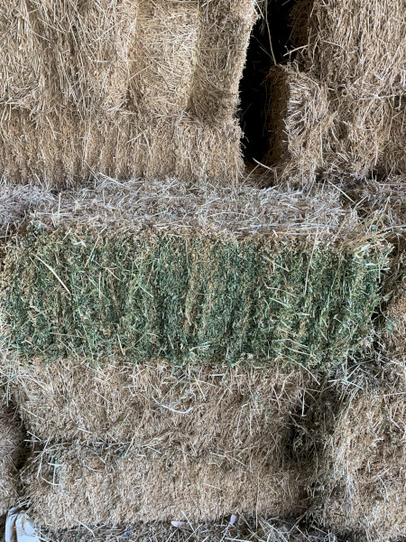 Lucerne/Ryegrass Small Squares 