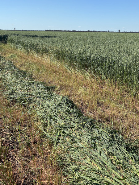 Oat hay