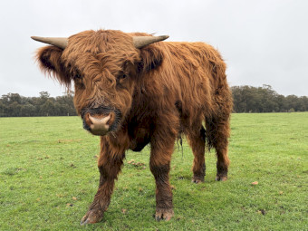 Highland X Angus Bull Calf