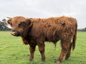 Highland X Angus Bull Calf