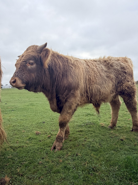 Highland x Angus Bull Calf