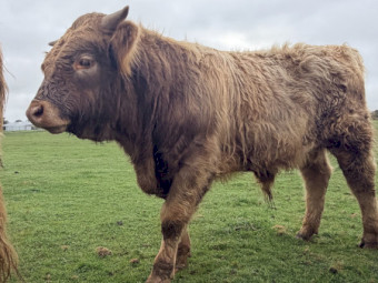 Highland x Angus Bull Calf