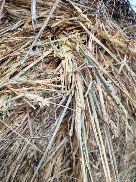 Awnless Wheaten Hay 4x4 Rolls