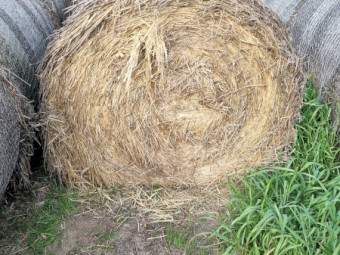 Awnless Wheaten Hay 4x4 Rolls