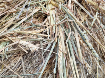Awnless Wheaten Hay 4x4 Rolls