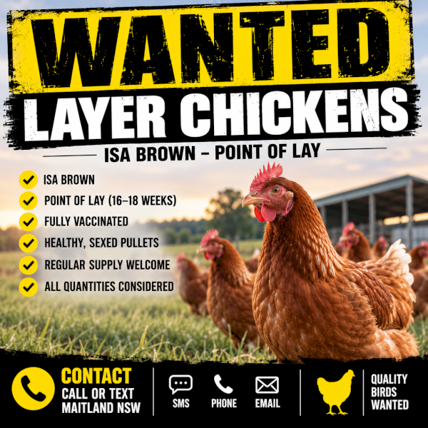 WANTED Pol Isa Browns or Layers