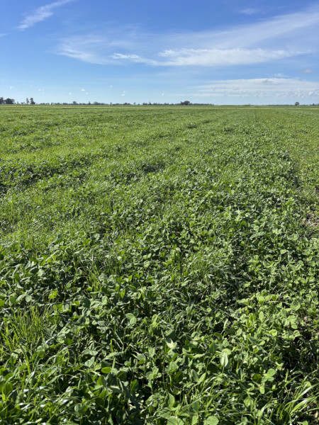 EOI Shaftal Clover/Ryegrass Silage