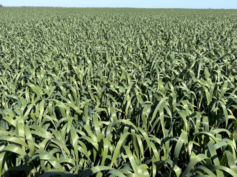 EOI Goldie Oat Seed For 2027 planting 