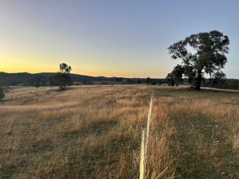 Grazing Lease 1180acr Manildra NSW