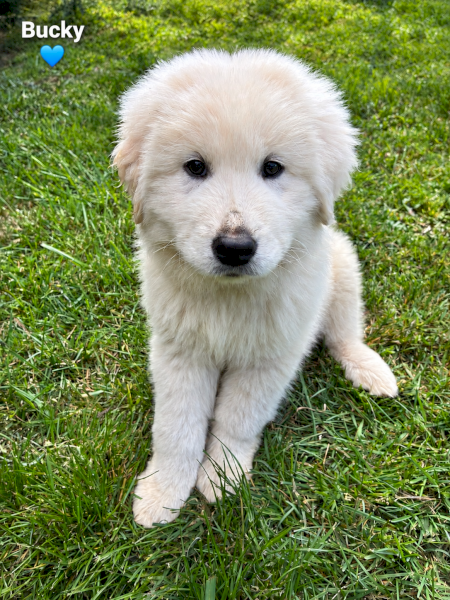 Premium Purebred Maremma Puppies – 10 Weeks Old