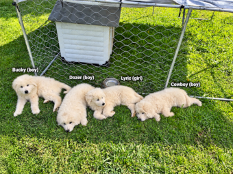 Premium Purebred Maremma Puppies – 10 Weeks Old