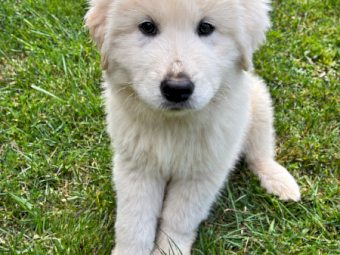 Premium Purebred Maremma Puppies – 10 Weeks Old