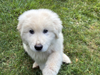 Premium Purebred Maremma Puppies – 10 Weeks Old