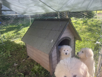 Premium Purebred Maremma Puppies – 10 Weeks Old