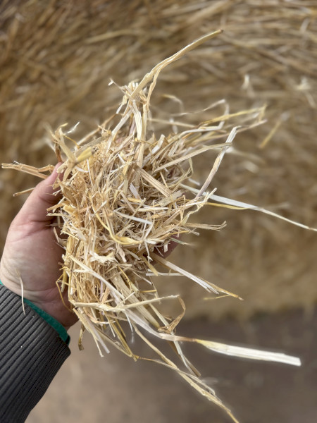 Barley straw rolls