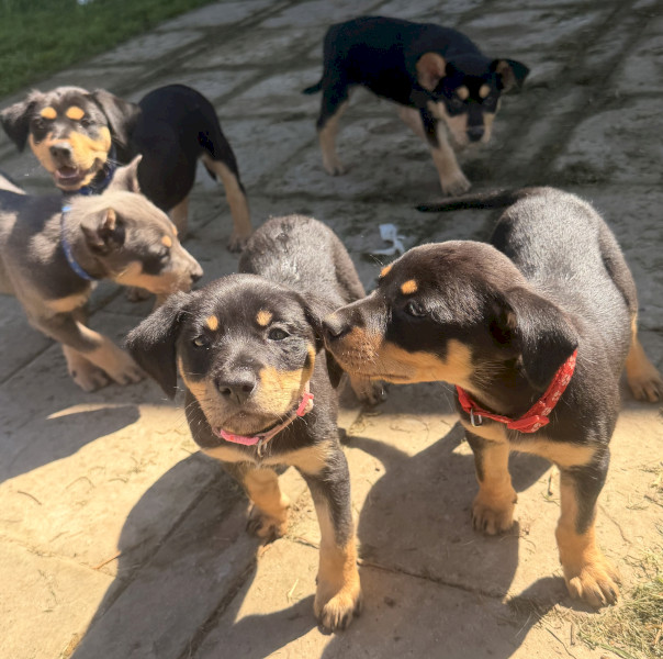 WKC Registered Kelpie Puppies