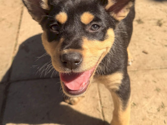 WKC Registered Kelpie Puppies