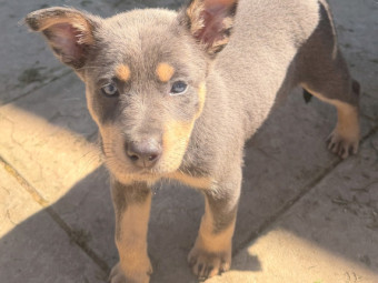 WKC Registered Kelpie Puppies