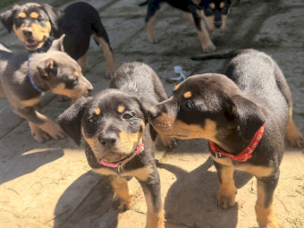 WKC Registered Kelpie Puppies