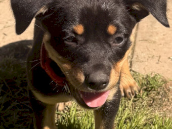 WKC Registered Kelpie Puppies