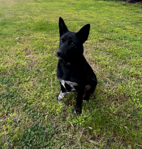 Kelpie Cross Blue Heeler