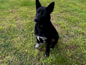 Kelpie Cross Blue Heeler