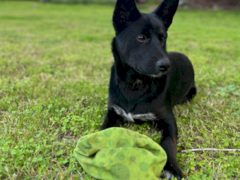 Kelpie Cross Blue Heeler