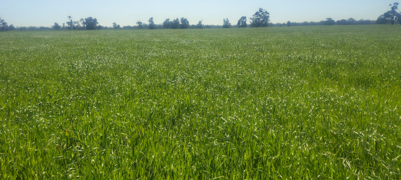 EOI Standing Hay