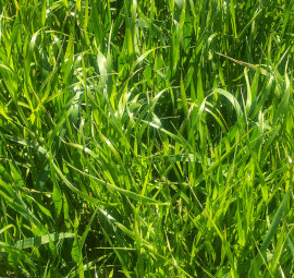 EOI Standing Hay