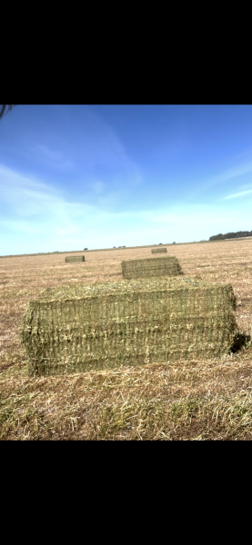 150mt Vetch Hay 8x4x3 Bales