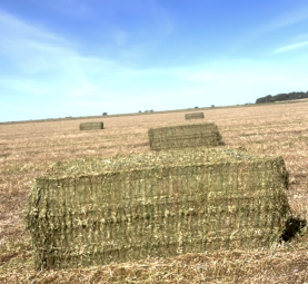 150mt Vetch Hay 8x4x3 Bales