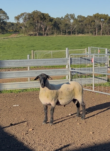 Suffolk Rams 