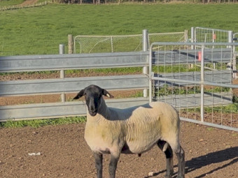 Suffolk Rams 
