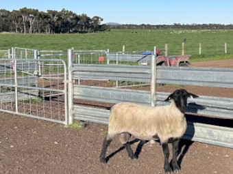 Suffolk Rams 