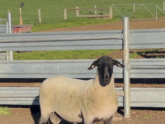 Suffolk Rams 