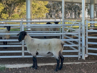 Suffolk Rams 