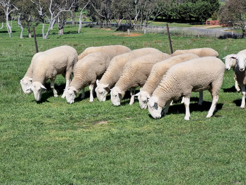 2025 White Suffolk and Border Leister Rams