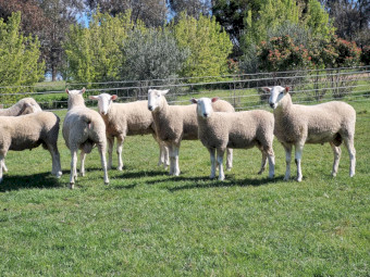 2025 White Suffolk and Border Leister Rams